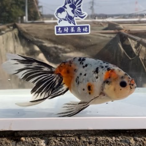 京錦