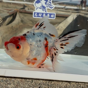 東錦