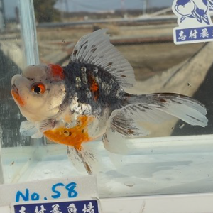 五色東錦