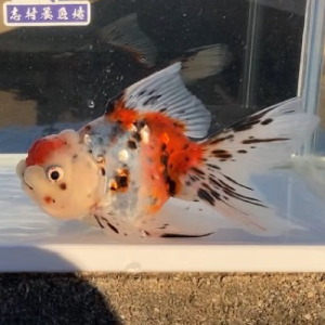東錦