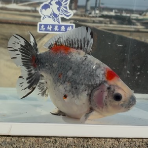 五色江戸地金