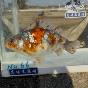 五色和金