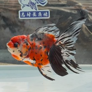 東錦
