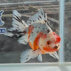 東錦