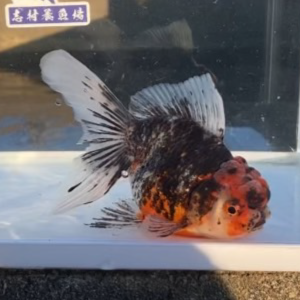 五色東錦