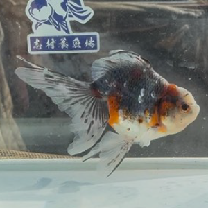 五色東錦