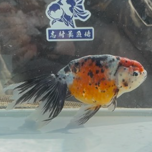 京錦