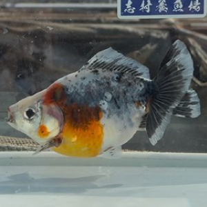 五色江戸地金