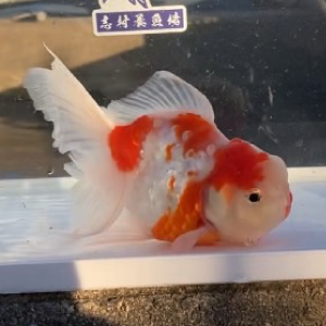 桜東錦