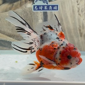 東錦