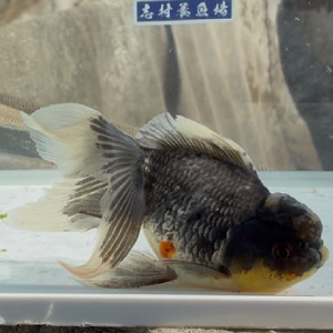 墨東錦