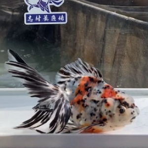 東錦