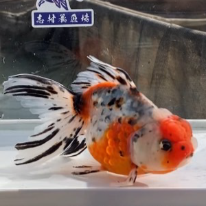 東錦