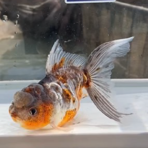 ドラゴン東錦