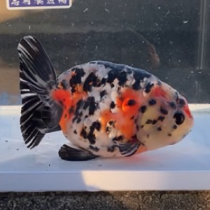 江戸錦