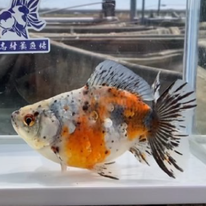 五色江戸地金