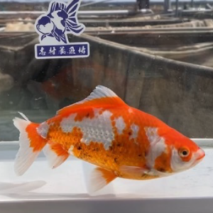 更紗和金