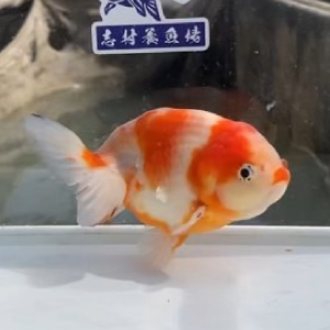 桜錦