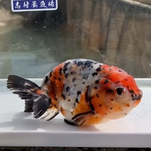 江戸錦
