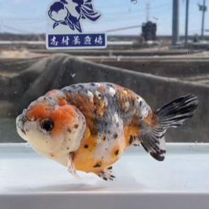五色江戸錦