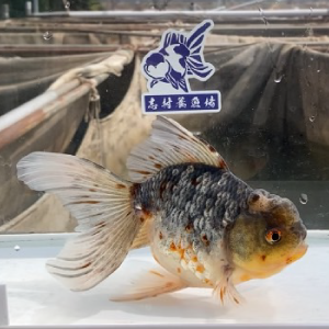 五色東錦