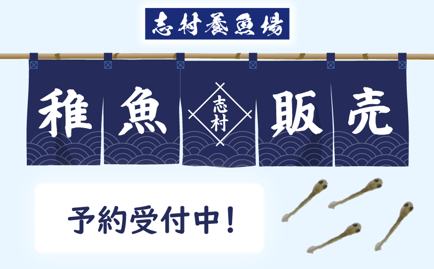 稚魚販売