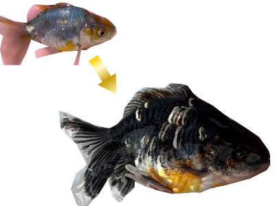 ドラゴンスケール